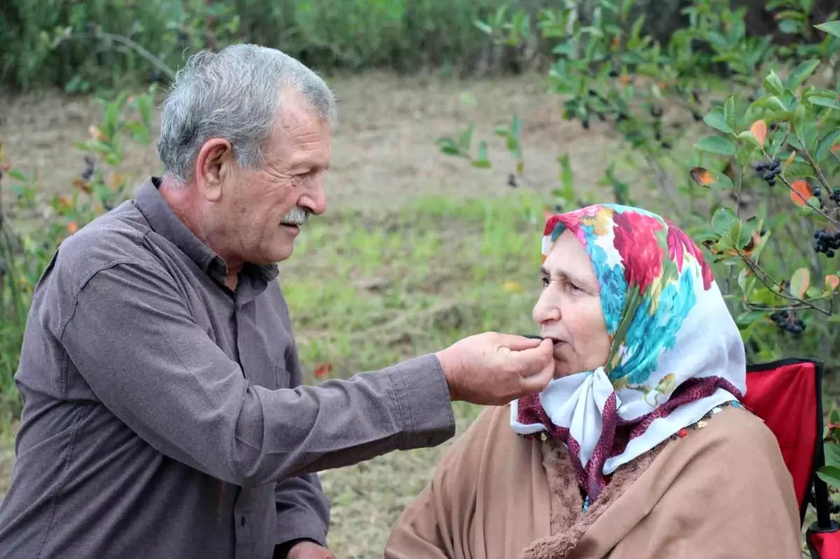 Aronya Yetiştiricisi İdris Bilici Taleplere Yetişemiyor